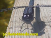 /home//u458753944/public_html/sourcegallery/////////////Insects and small critters/dragonflies and damselflies/P1140138.JPG